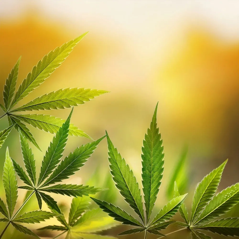 CBDv: The Overlooked Cannabinoid with Big Potential