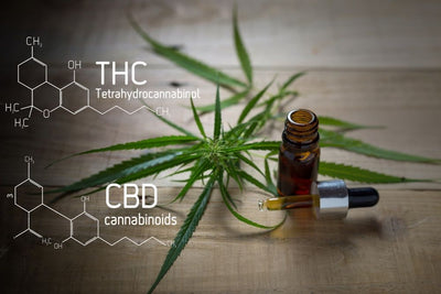 The Entourage Effect:  How THCv and CBDv Work Together